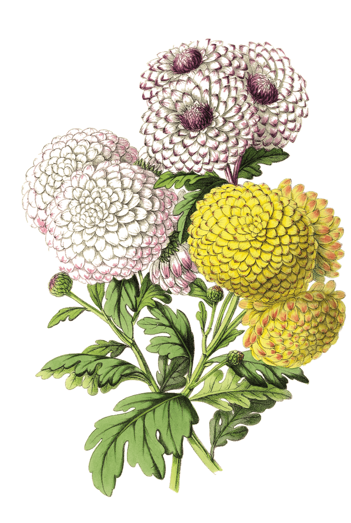Pompon Chrysanthemums — The Floral Magazine